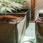 Two young cannabis plants in black pots inside a grow tent, with a blue floor.