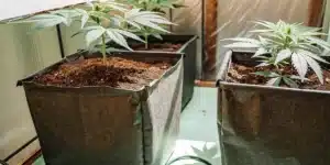 Two young cannabis plants in black pots inside a grow tent, with a blue floor.