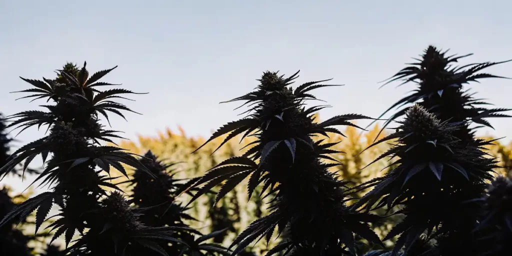Silhouette of cannabis plants with frosty buds against a clear sky and autumn landscape.