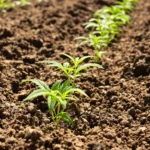 Loam soil to grow cannabis with healthy seedlings thriving under natural light.