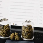Hyper-realistic scene: three glass cloches of cannabis buds and loose buds on a laptop keyboard showing data.