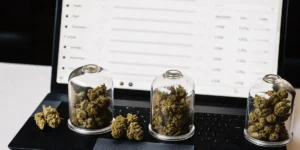 Hyper-realistic scene: three glass cloches of cannabis buds and loose buds on a laptop keyboard showing data.