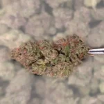 Tiramisu THCA Flower with dense, frosty buds featuring green and purple tones.