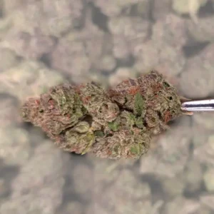 Tiramisu THCA Flower with dense, frosty buds featuring green and purple tones.