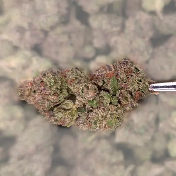 Tiramisu THCA Flower with dense, frosty buds featuring green and purple tones.