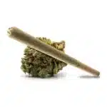 Z Runtz pre-roll resting on a dense cannabis bud with vibrant orange hairs.