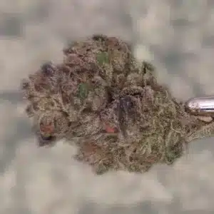 Z Runtz THCA Flower close-up with dense, frosty buds and vibrant purple hues.