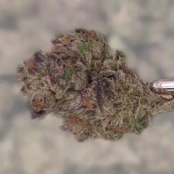 Z Runtz THCA Flower close-up with dense, frosty buds and vibrant purple hues.