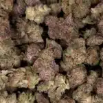 Pile of Z Runtz THCA Flower buds with frosty purple tones and green accents.