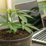 Young cannabis plant in a pot beside a laptop in a grow room