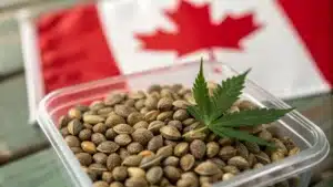 Cannabis seeds in a clear container with a green cannabis leaf and Canadian flag in the background.