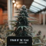 Super Boof cannabis plant with a sign reading “Strain of the Year Leafly 2024” in indoor facility.