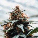 Ultra-realistic close-up of a cannabis bud covered in dense trichomes and bright orange hairs