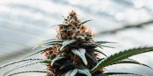 Ultra-realistic close-up of a cannabis bud covered in dense trichomes and bright orange hairs