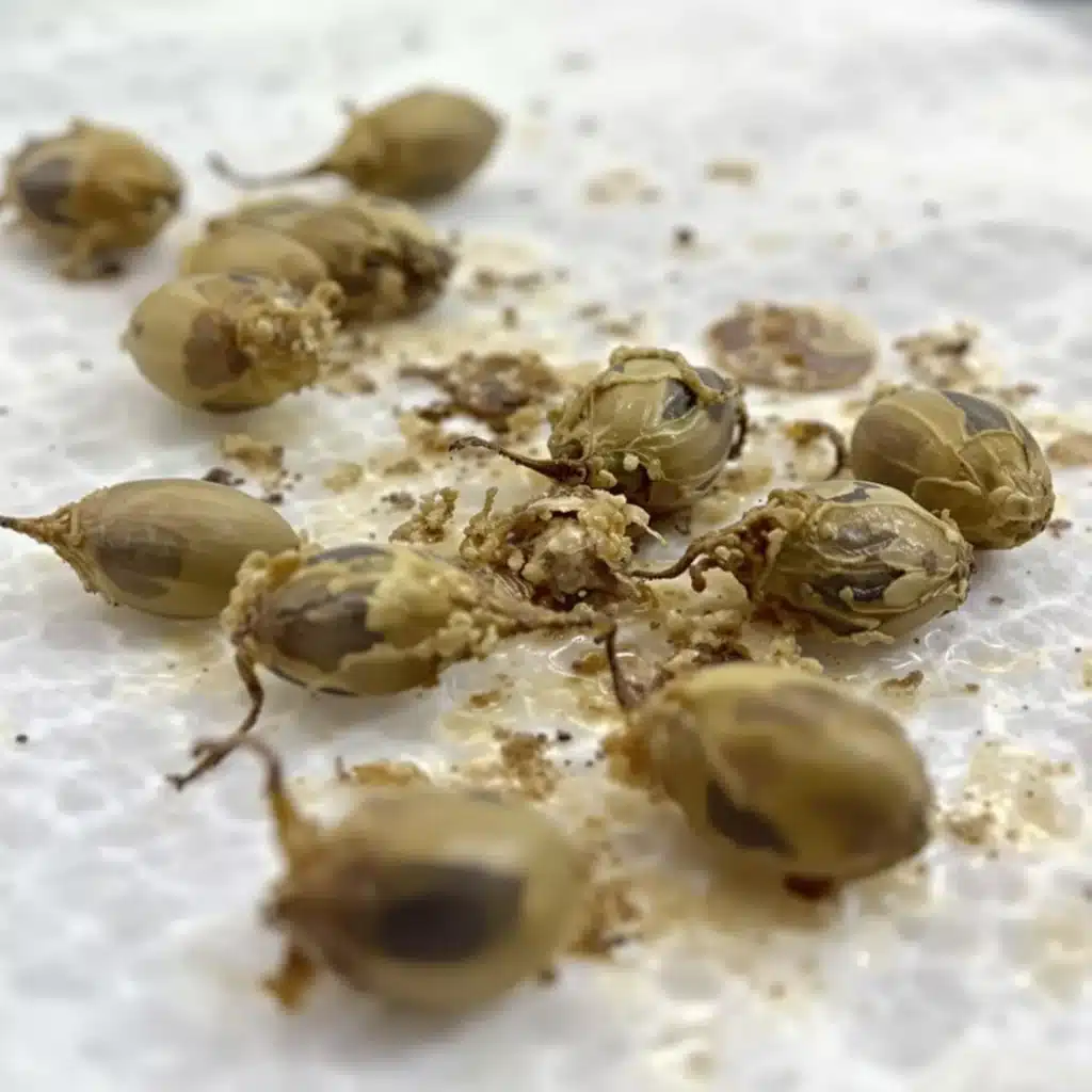 Timeline of cannabis growth stages showing when is the best time to plant weed from seed to harvest.