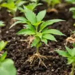 Cannabis seedlings thriving with the 3-4-2 nutrient ratio in nutrient-rich soil.