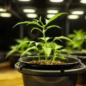 Cannabis seedling in a 3-inch plastic seed starting pot under grow lights.