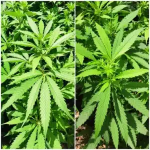 Cannabis plant showing five-fingered and three-fingered leaves under natural light.
