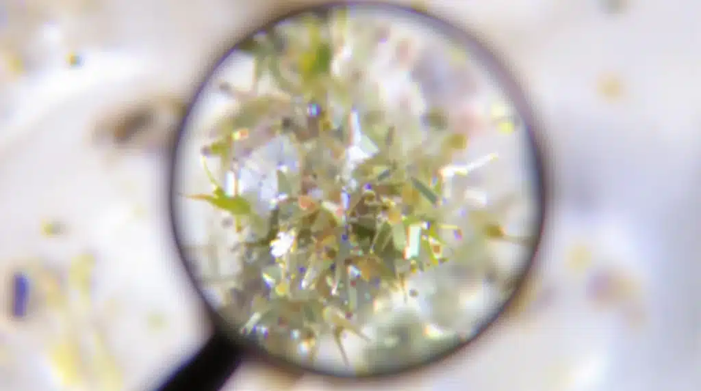Magnified cannabis trichomes and white hairs at 9 weeks flowering for harvest evaluation
