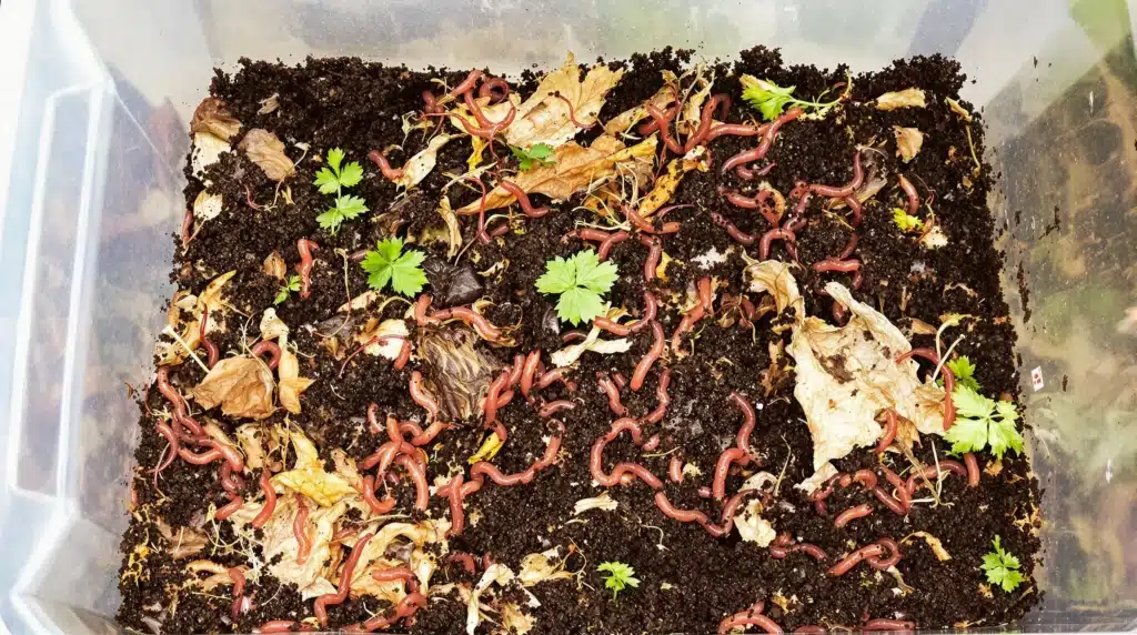 Composting bin with worms feeding on dead plant matter.