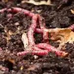 Red wigglers feeding on dead plant matter in compost.