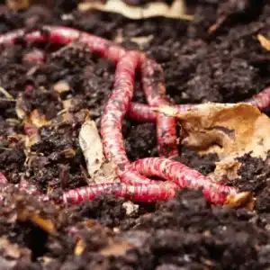Red wigglers feeding on dead plant matter in compost.
