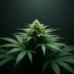 A single cannabis plant standing in complete darkness before harvest.