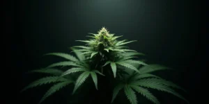 A single cannabis plant standing in complete darkness before harvest.