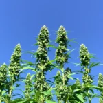 Close-up of Durban Poison plants with tall structure and dense buds.