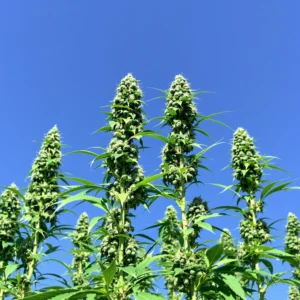 Close-up of Durban Poison plants with tall structure and dense buds.