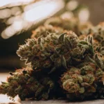 Alaskan Purple cannabis buds thriving under controlled greenhouse light with vibrant colors.