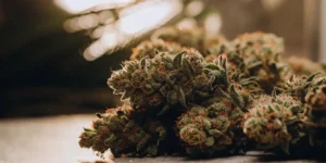 Alaskan Purple cannabis buds thriving under controlled greenhouse light with vibrant colors.