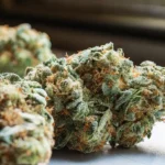 Close-up of an Alaskan Purple cannabis plant with dense, resinous buds and frosty trichomes.