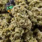 Cannabis buds with trichomes under 40% humidity, monitored by a digital hygrometer.