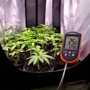Monitor autoflower seedling temp and humidity with a digital thermometer and hygrometer.