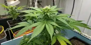 Autoflower cannabis plant at week 4 of growth with vibrant green leaves and forming buds in an indoor grow setup