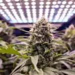Thriving autoflowering cannabis plant with dense buds under LED lights.