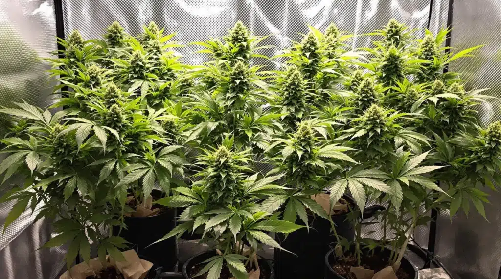 Indoor autoflowering plants using LST techniques for an even canopy in a grow tent.