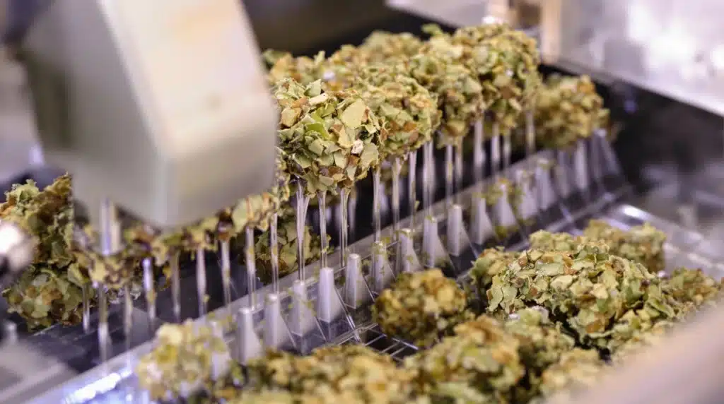 Cannabis buds trimmed with precision using an automatic pot trimmer.