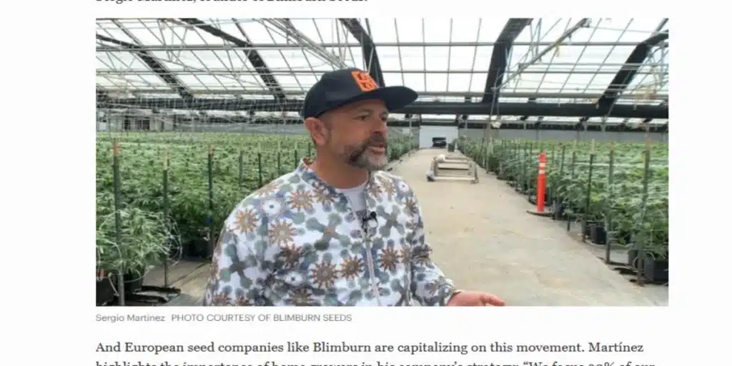 Sergio Martínez of Blimburn Seeds inside a large cannabis greenhouse, discussing the company's growth strategy and market expansion