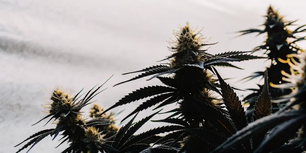 Hyper-realistic macro photograph of cannabis flowers backlit by bright, diffused light, appearing dark with glowing pistils.