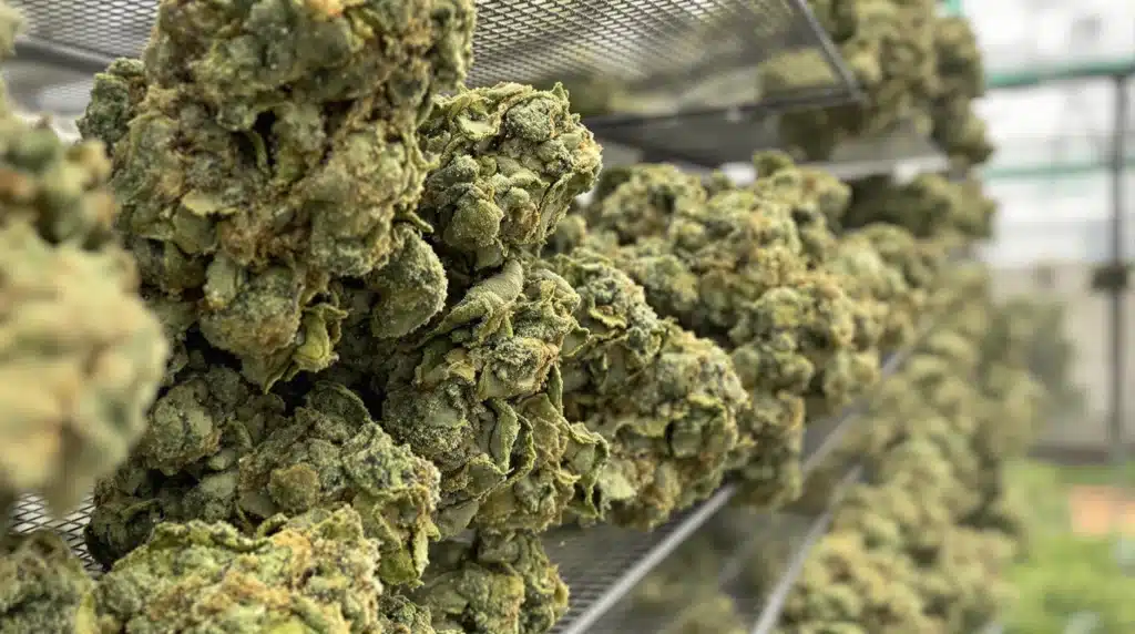 Cannabis buds drying on mesh racks in a greenhouse.