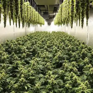 Cannabis drying room with hanging plants in a controlled environment.