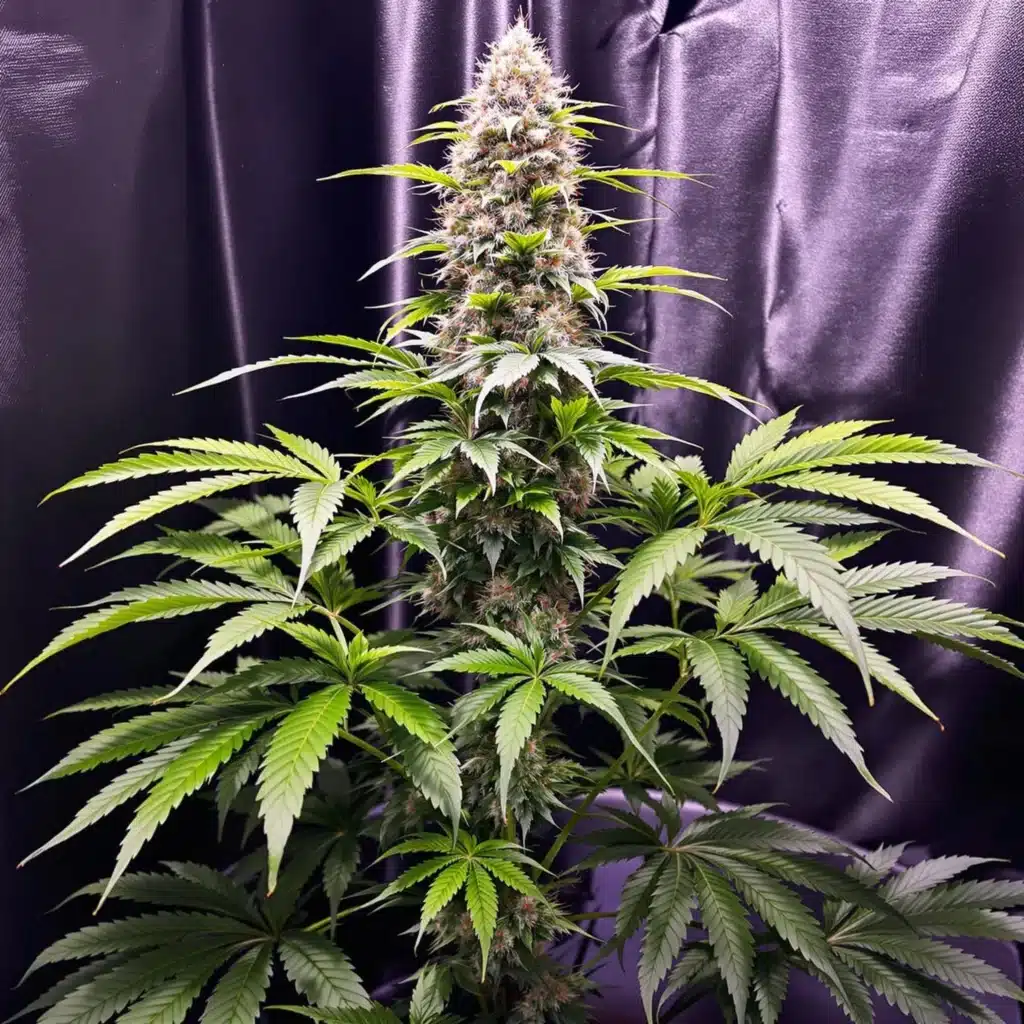 Cannabis plant before low stress training with uneven light distribution.
