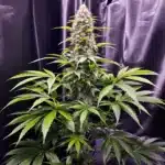 Cannabis plant before low stress training with uneven light distribution.