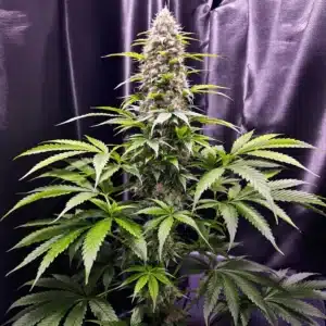 Cannabis plant before low stress training with uneven light distribution.