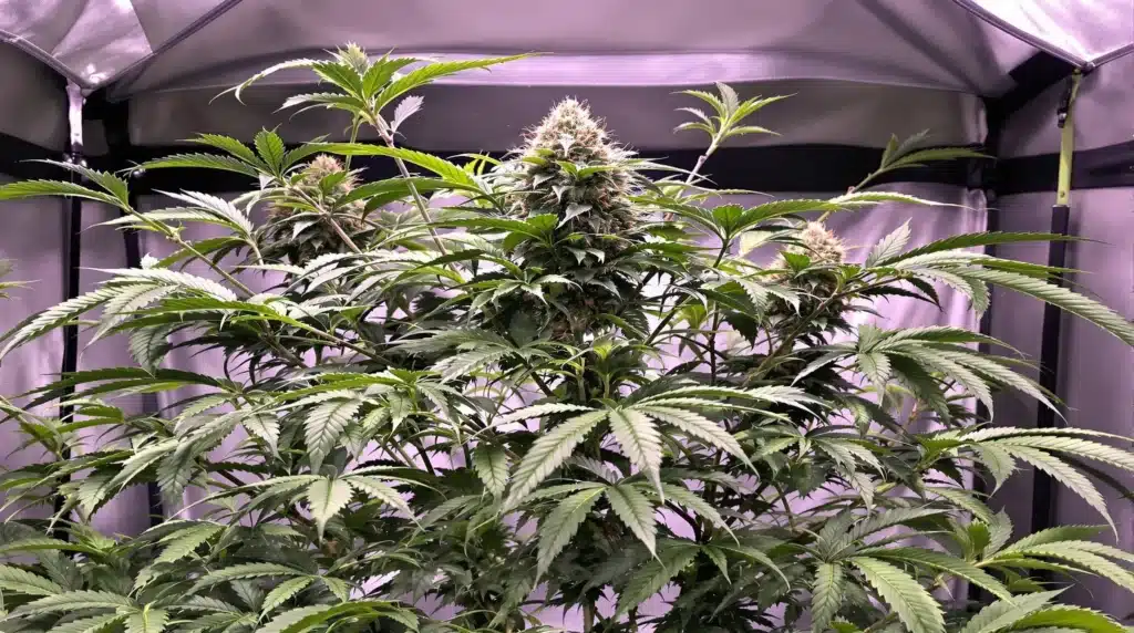 Cannabis plant undergoing low stress training to improve canopy structure.