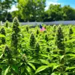 Northern Lights Auto plants growing outdoors under bright sunlight.