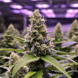 Cannabis buds thriving with the best bloom booster fertilizer during flowering.