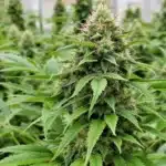 Outdoor cannabis plants producing dense buds thanks to bloom booster fertilizers.